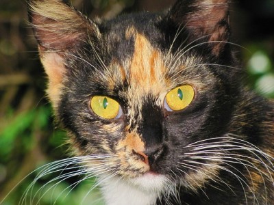 Cool Unisex Cat Names Cool Unisex Cat Names