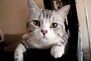 blue tabby cat names