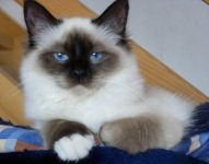 french cat names