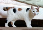 Japanese Cat Names - Japanese Pet Names