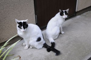 Names for Black and White Cats