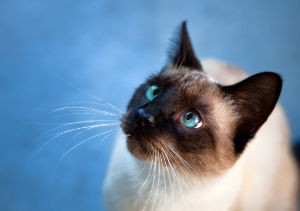 Names for Siamese Cats