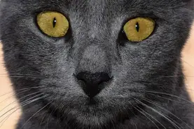 Grey Cat Names 223 Names For Grey Cats