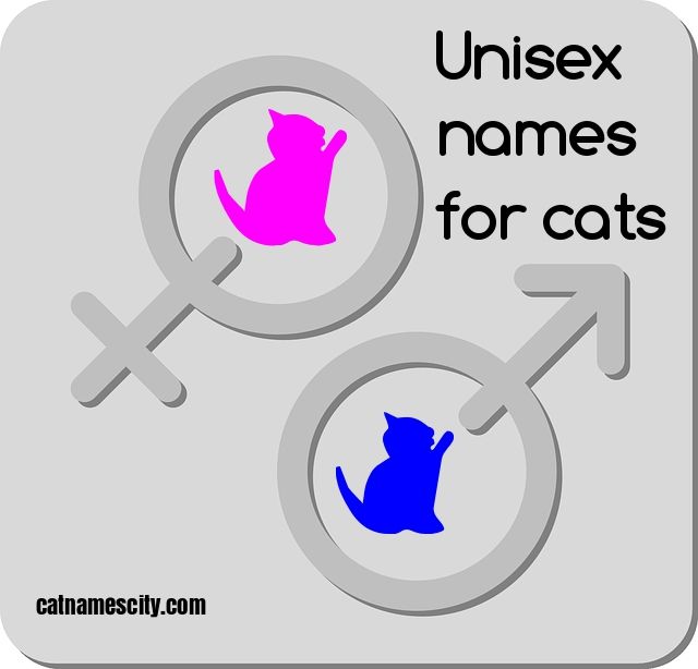 321 Unisex Cat Names