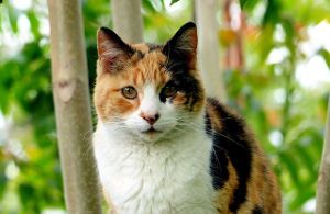 names for a calico cat