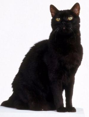 famous cat names black