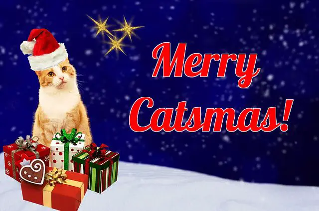 Christmas Cat Names