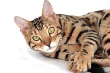 bengal cat names
